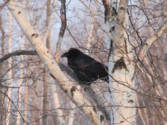 Corvus corax kamtschaticus