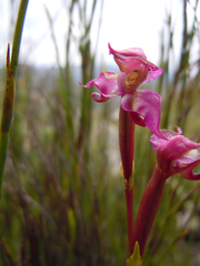 Disperis paludosa