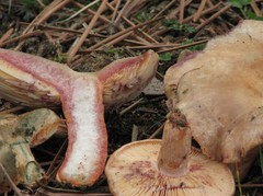 Lactarius semisanguifluus
