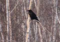 Corvus corax kamtschaticus