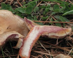 Lactarius semisanguifluus