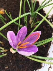 Crocus sativus