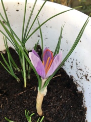 Crocus sativus