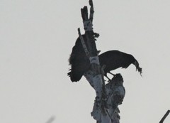 Corvus corax kamtschaticus