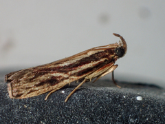 Spatulipalpia albistrialis