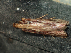 Spatulipalpia albistrialis