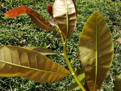 Anacardium