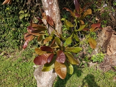 Anacardium