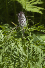 Pedicularis atropurpurea