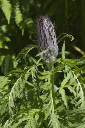 Pedicularis atropurpurea