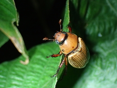 Pelidnota virescens