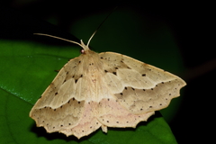 Ischalis variabilis