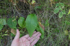 Mertensia paniculata