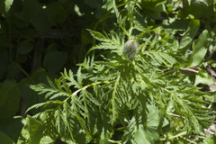 Pedicularis atropurpurea