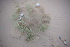 Seidlitzia rosmarinus