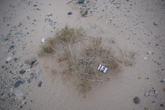 Seidlitzia rosmarinus
