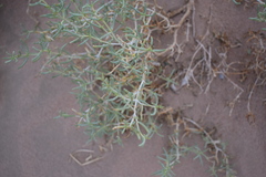 Seidlitzia rosmarinus