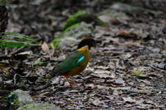 Pitta versicolor