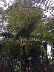 Cyathea australis