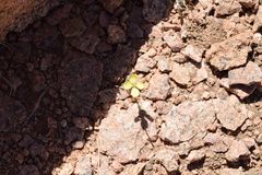 Sisymbrium septulatum