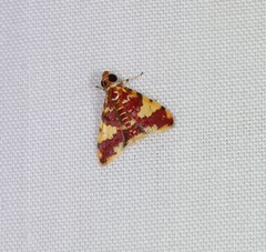 Taurometopa phoenicozona