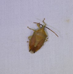 Agapophyta bipunctata