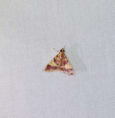 Taurometopa phoenicozona