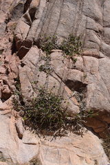 Ficus palmata