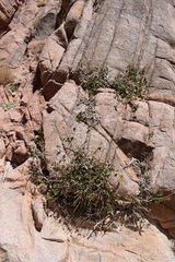 Ficus palmata