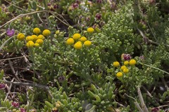 Oncosiphon sabulosus