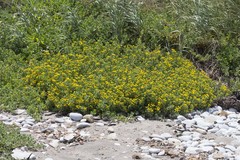 Oncosiphon sabulosus