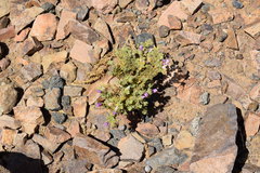 Fagonia mollis