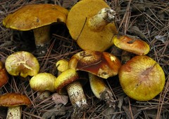 Suillus mediterraneensis
