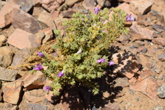 Fagonia mollis