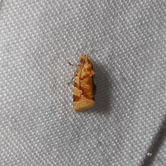 Epitymbia eudrosa