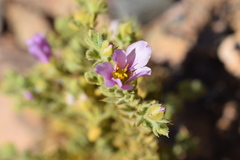 Fagonia mollis