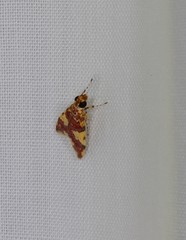 Taurometopa phoenicozona
