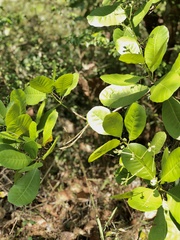 Anacardium occidentale