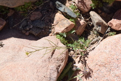 Sisymbrium erysimoides