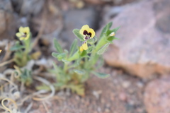 Hyoscyamus pusillus