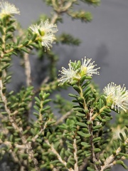 Melaleuca xerophila