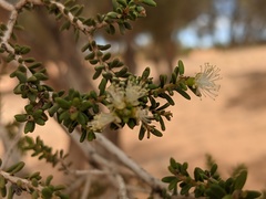 Melaleuca xerophila