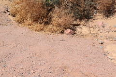 Acanthodactylus boskianus asper