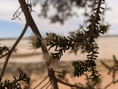 Melaleuca xerophila