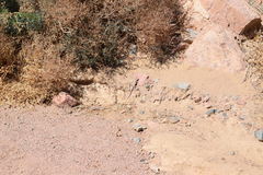 Acanthodactylus boskianus asper