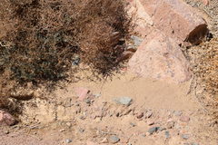 Acanthodactylus boskianus asper