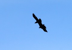 Corvus corax kamtschaticus