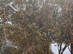 Melaleuca xerophila