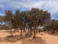 Melaleuca xerophila