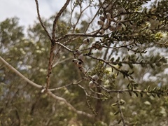 Melaleuca xerophila